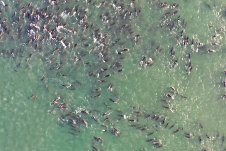 Are Killer Whales Responsible for Mass Dolphin Strandings