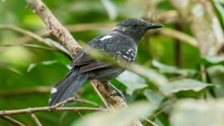 Discover Two Newly Identified Bird Species in the Amazon Rainforest