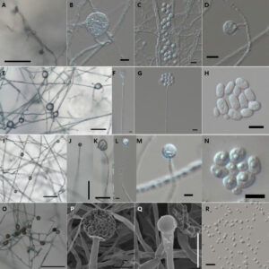 Discovery of Fungi Linked to Ice Formation Understanding Their Role