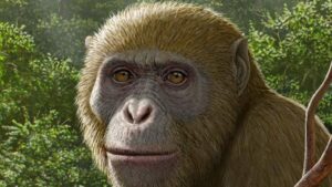Early Miocene Fossils Uncovering Missing Links in Ape Family Evolution