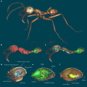 Entomologists Launch Comprehensive Digital Library Showcasing Global Ant Diversity