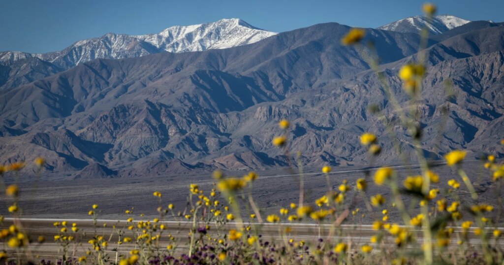 Experience the Breathtaking Super Bloom in Death Valley A Decades