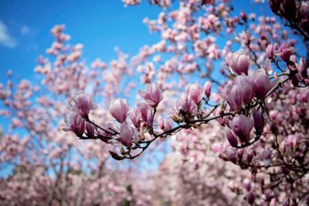 Exploring ‘How Flowers Shaped Our World’: Insights from David George Haskell Exploring How Flowers Shaped Our World Insights from David George
