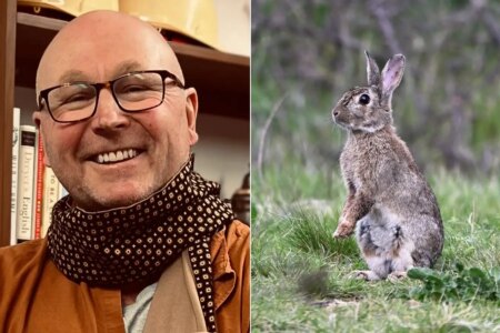 Facing Accusations The Shocking Claim of Slaughtering 100 Million Rabbits