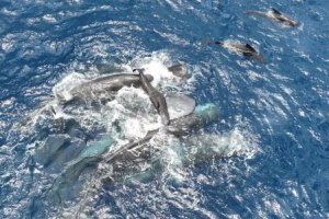 First Ever Look at Sperm Whale Birth Teamwork Behind Newborns Arrival