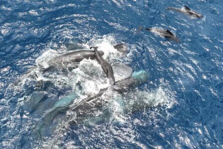 First Ever Look at Sperm Whale Birth Teamwork Behind Newborns Arrival