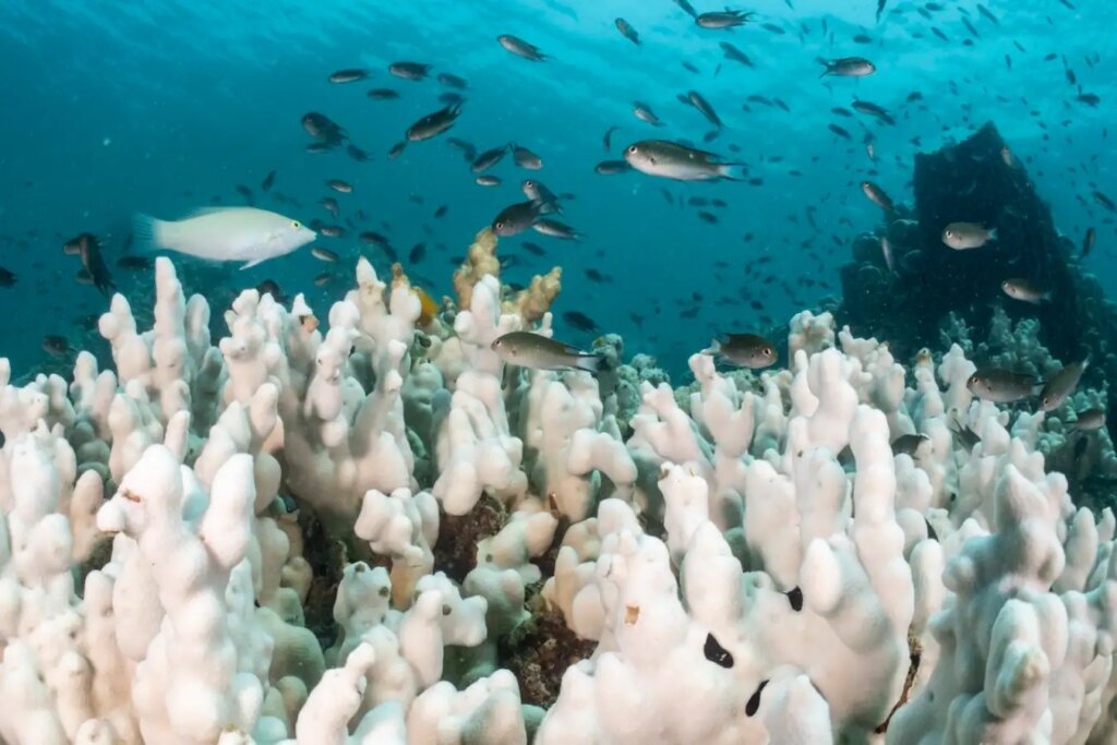 Global Warming Earth Heating at Twice the Rate of Recent