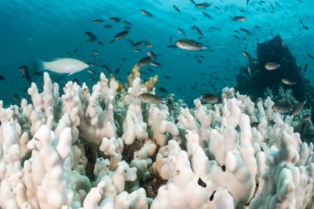 Global Warming Earth Heating at Twice the Rate of Recent