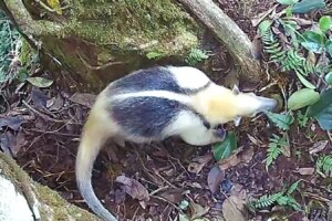 How All Jungle Animals Use One Unique Tree as Their