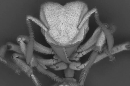 How Ants Capture Carbon Dioxide to Create Natural Armor How Ants Capture Carbon Dioxide to Create Natural Armor