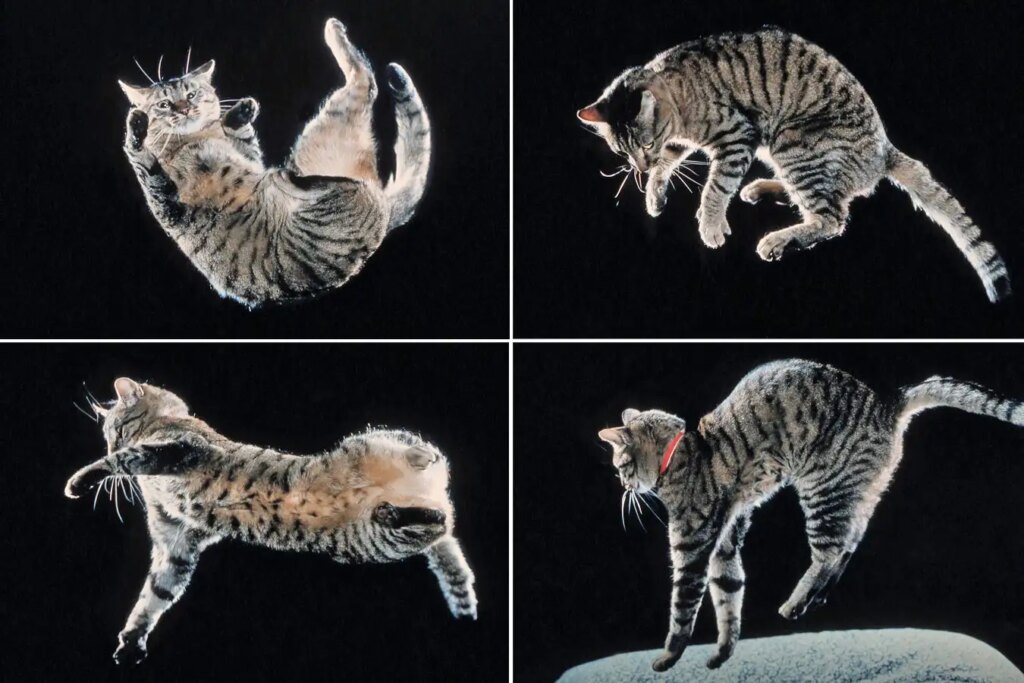 How Cats Twist in the Air The Secret to Their