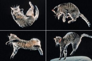 How Cats Twist in the Air The Secret to Their