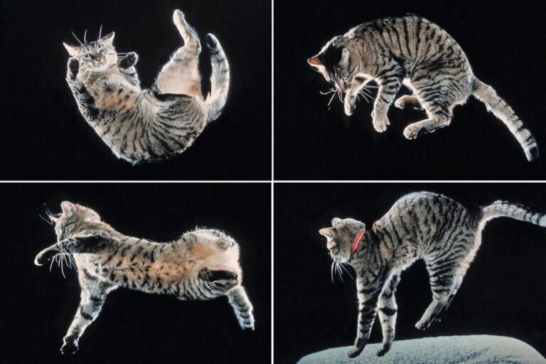 How Cats Twist in the Air: The Secret to Their Impressive Landing Skills How Cats Twist in the Air The Secret to Their