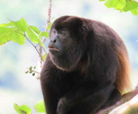 How Early Howler Monkeys Adapted to Leaf Based Diets 13 Million