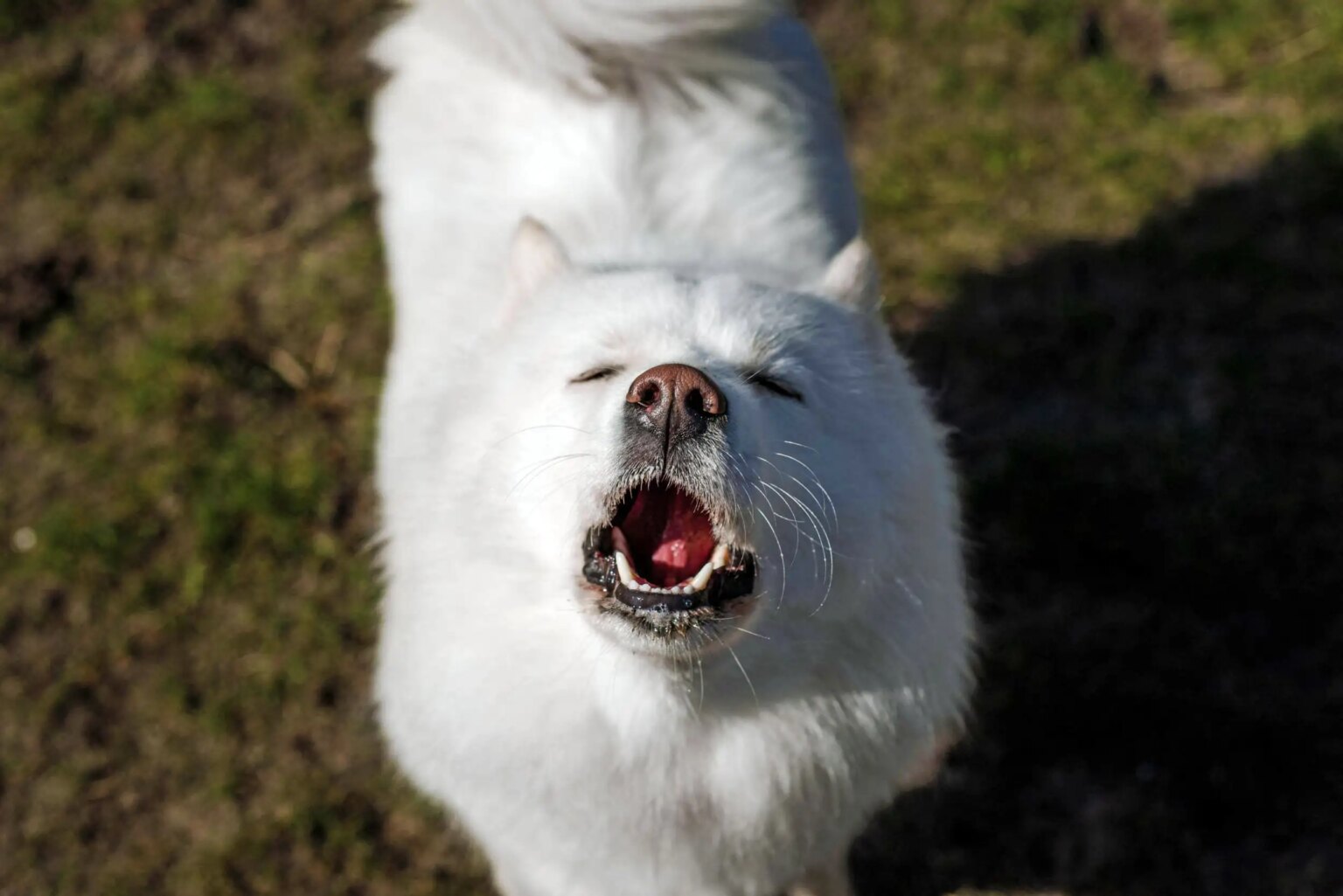 How Singing Dogs Reveal the Evolutionary Origins of Musicality