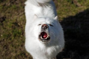 How Singing Dogs Reveal the Evolutionary Origins of Musicality