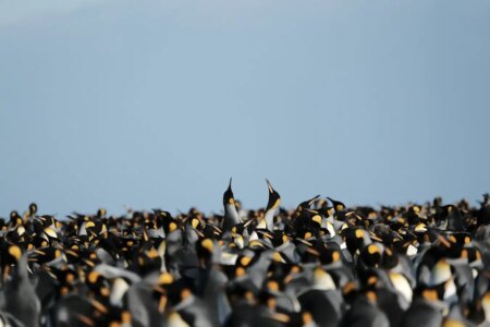 King Penguins Thrive in Warming Climate A Glimpse into Their