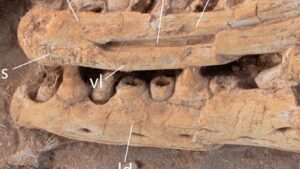 Newly Discovered Giant Mosasaurus Species Unveiled in Morocco Newly Discovered Giant Mosasaurus Species Unveiled in Morocco