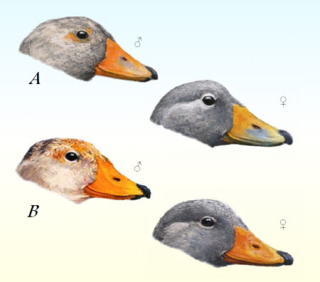 Newly Discovered Steamer Duck Species in Chile: A Remarkable Avian Find Newly Discovered Steamer Duck Species in Chile A Remarkable Avian