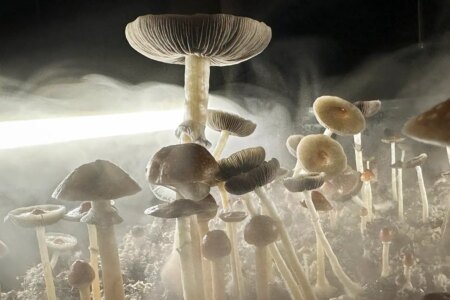 One Dose of Psilocybin Significantly Alleviates OCD Symptoms for Months