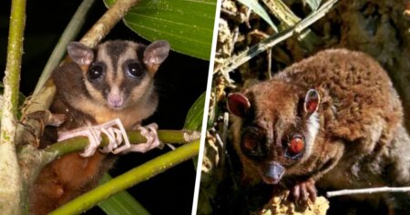 Rare Lazarus Animals Discovered Alive in New Guinea After 7000