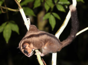 Rediscovered Two Ancient Marsupial Species Thought Extinct for 6000 Years