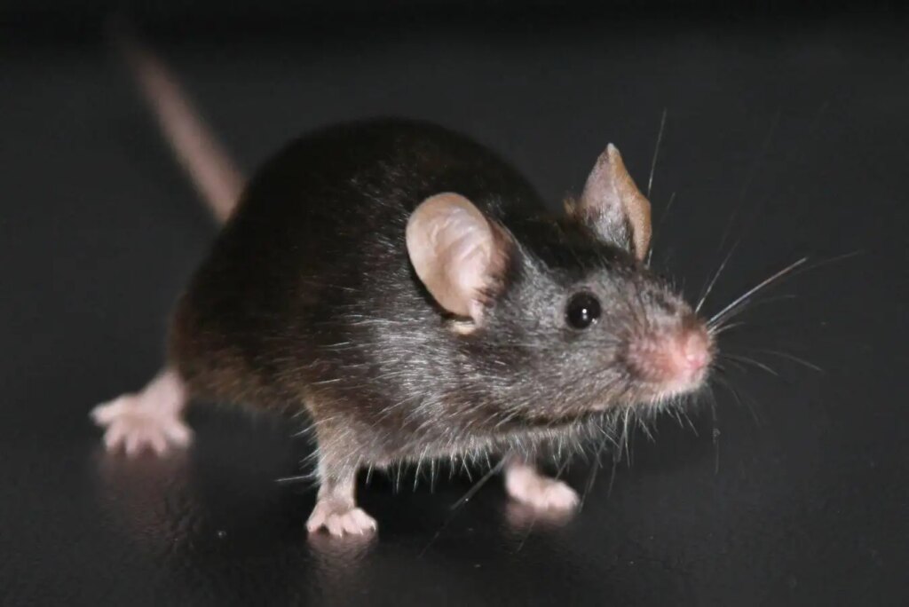 Revolutionary Experiment Uncovers Major Unexpected Issues in Cloning Technology