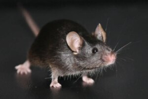 Revolutionary Experiment Uncovers Major Unexpected Issues in Cloning Technology