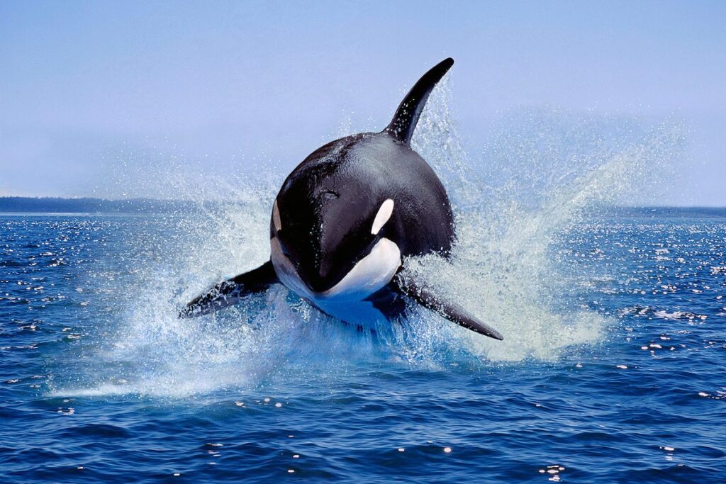 Scientists Discover Evidence of Man Eating Killer Whales in Russian Waters