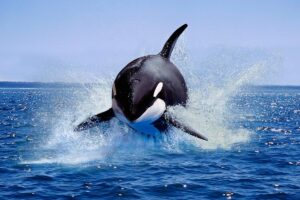 Scientists Discover Evidence of Man Eating Killer Whales in Russian Waters