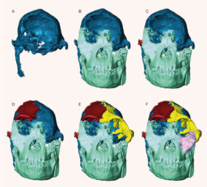 Scientists Unveil Digitally Reconstructed Face of Littlefoot: A Breakthrough in Paleontology Scientists Unveil Digitally Reconstructed Face of Littlefoot A Breakthrough in