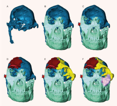 Scientists Unveil Digitally Reconstructed Face of Littlefoot A Breakthrough in