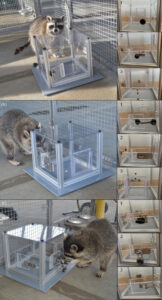 Study Reveals Raccoons Solve Puzzles for Fun Not Just for