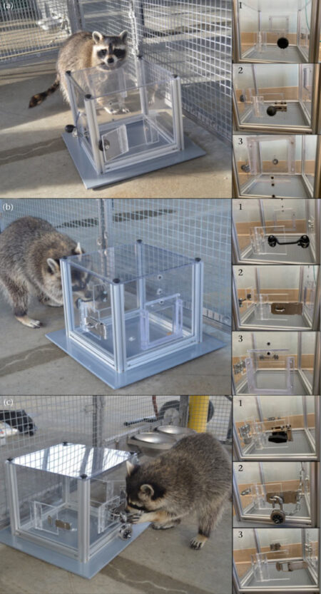 Study Reveals Raccoons Solve Puzzles for Fun Not Just for