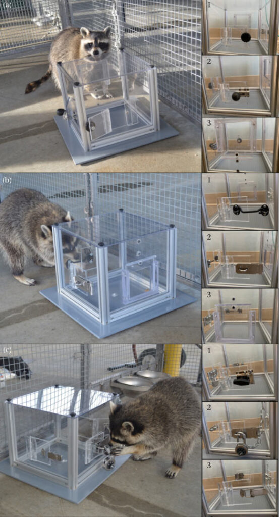 Study Reveals Raccoons Solve Puzzles for Fun Not Just for