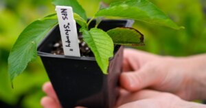 Stumpy The First Bloom of Washington DCs Beloved Cherry Tree