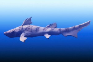Top Ocean Predators Thrive Even After Earths Largest Mass Extinction