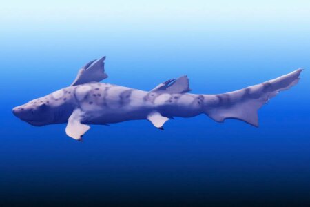Top Ocean Predators Thrive Even After Earth’s Largest Mass Extinction Top Ocean Predators Thrive Even After Earths Largest Mass Extinction