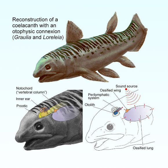 Triassic Coelacanths: Did They Use Their Lungs to Sense Ocean Sounds? Triassic Coelacanths Did They Use Their Lungs to Sense Ocean