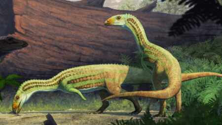 Triassic Era Crocodile Relatives New Evidence of Bipedal Walking Adaptations