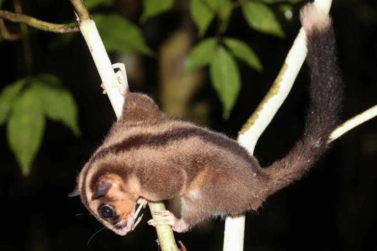 Two Extinct Marsupials Rediscovered After 6000 Years A Remarkable Find