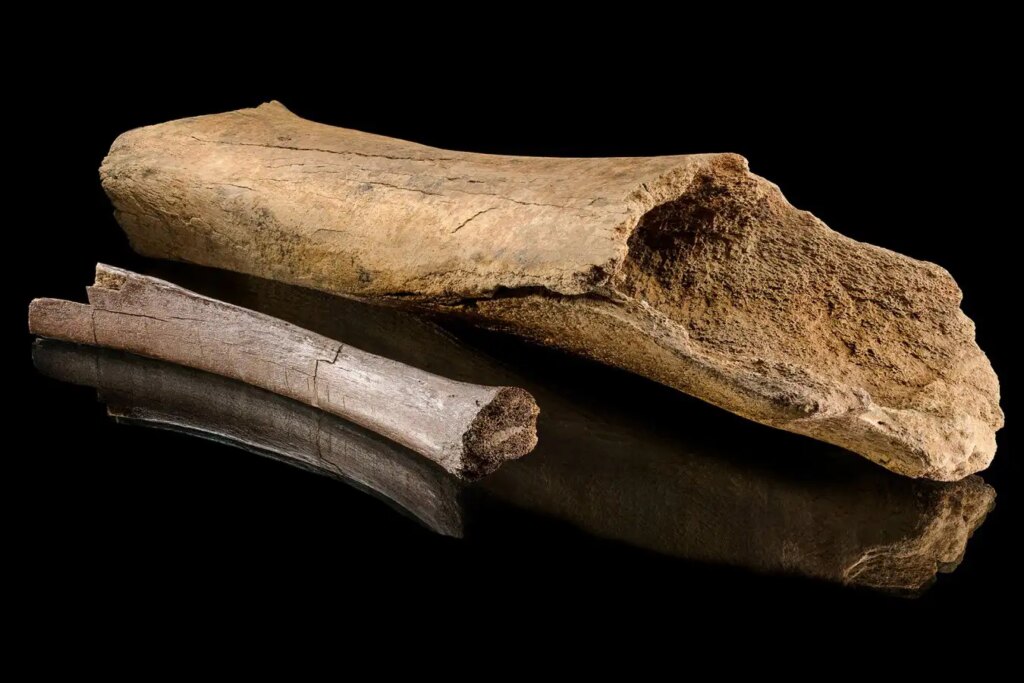 Uncovering Neanderthal Hunting Techniques: Insights from Ancient Elephant Bones Uncovering Neanderthal Hunting Techniques Insights from Ancient Elephant Bones
