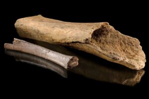 Uncovering Neanderthal Hunting Techniques Insights from Ancient Elephant Bones