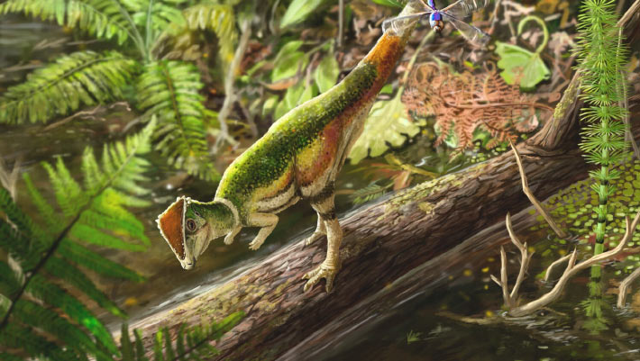 Unearthed in Canada: Rare Fossil of Baby Dome-Headed Dinosaur Discovered Unearthed in Canada Rare Fossil of Baby Dome Headed Dinosaur Discovered
