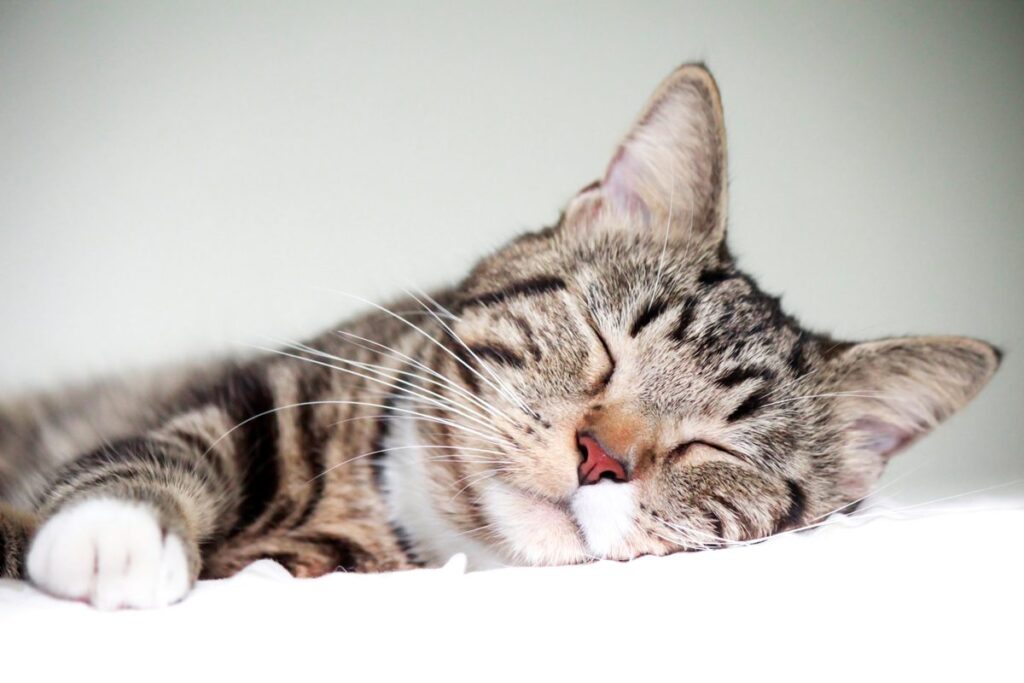 Why Cats Sleep on Their Sides: The Cutest Sleeping Habits Explained Why Cats Sleep on Their Sides The Cutest Sleeping Habits