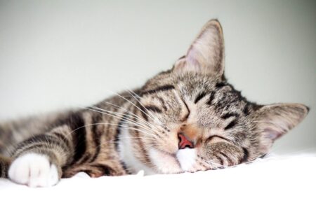 Why Cats Sleep on Their Sides The Cutest Sleeping Habits
