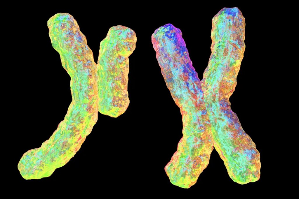 Why Some Families Have More Sons The Role of the