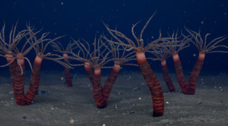 450 Million Year Old Fossils Uncover Unique Ancestor of Tube Dwelling Jellyfish