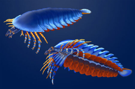 500 Million Year Old Fossil Discovered as the Oldest Chelate A Groundbreaking