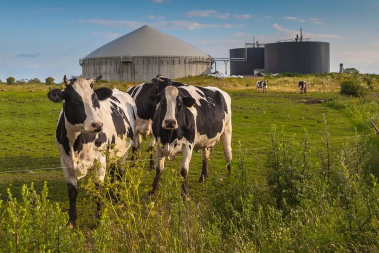 Are Manure Digesters the Ultimate Solution for Reducing Dairy Farm Emissions? Are Manure Digesters the Ultimate Solution for Reducing Dairy Farm